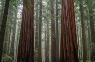 The Towering Trees of the Redwood National Park